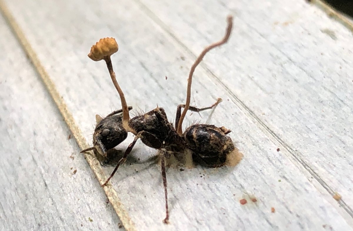 Scott Solomon Sur Twitter For This Halloween Here S A Real Life Zombie This Ant From The Rainforest Of Belize Was Infected By A Fungus That Manipulated The Ants Brain And Caused