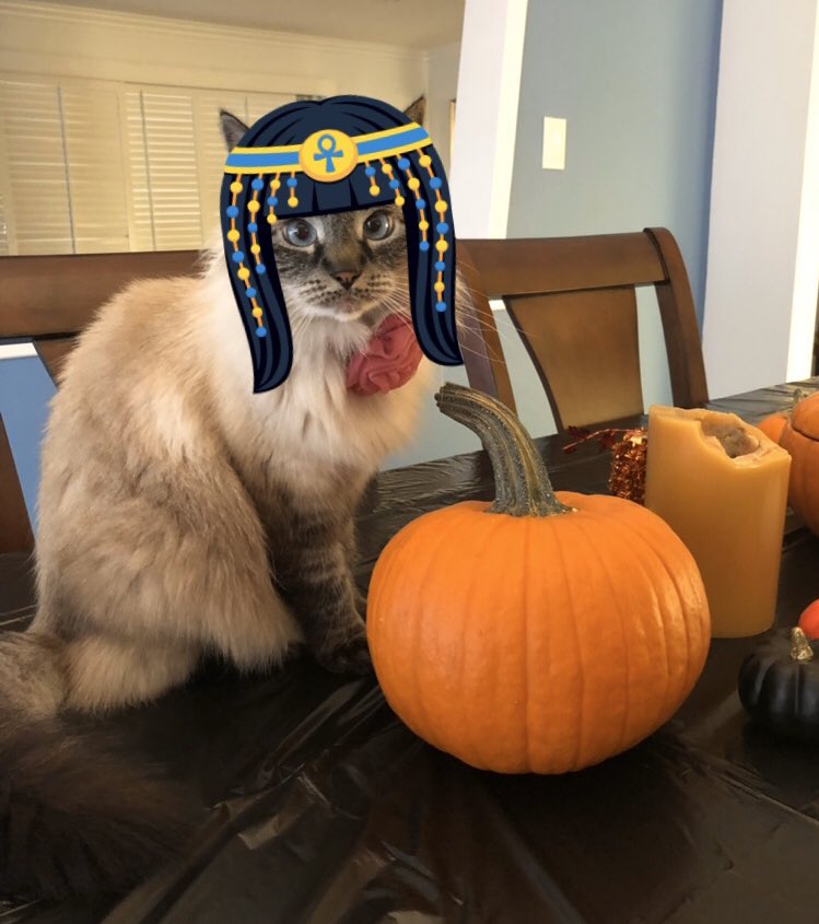 StarPlasticInc's tweet photo. ⭐️Happy Halloween from a few of our #StarPlastic fur babies! 🐶😺🎃👻 
#HappyHalloween #furbaby #MoreTreats https://t.co/8llvCUXZyT