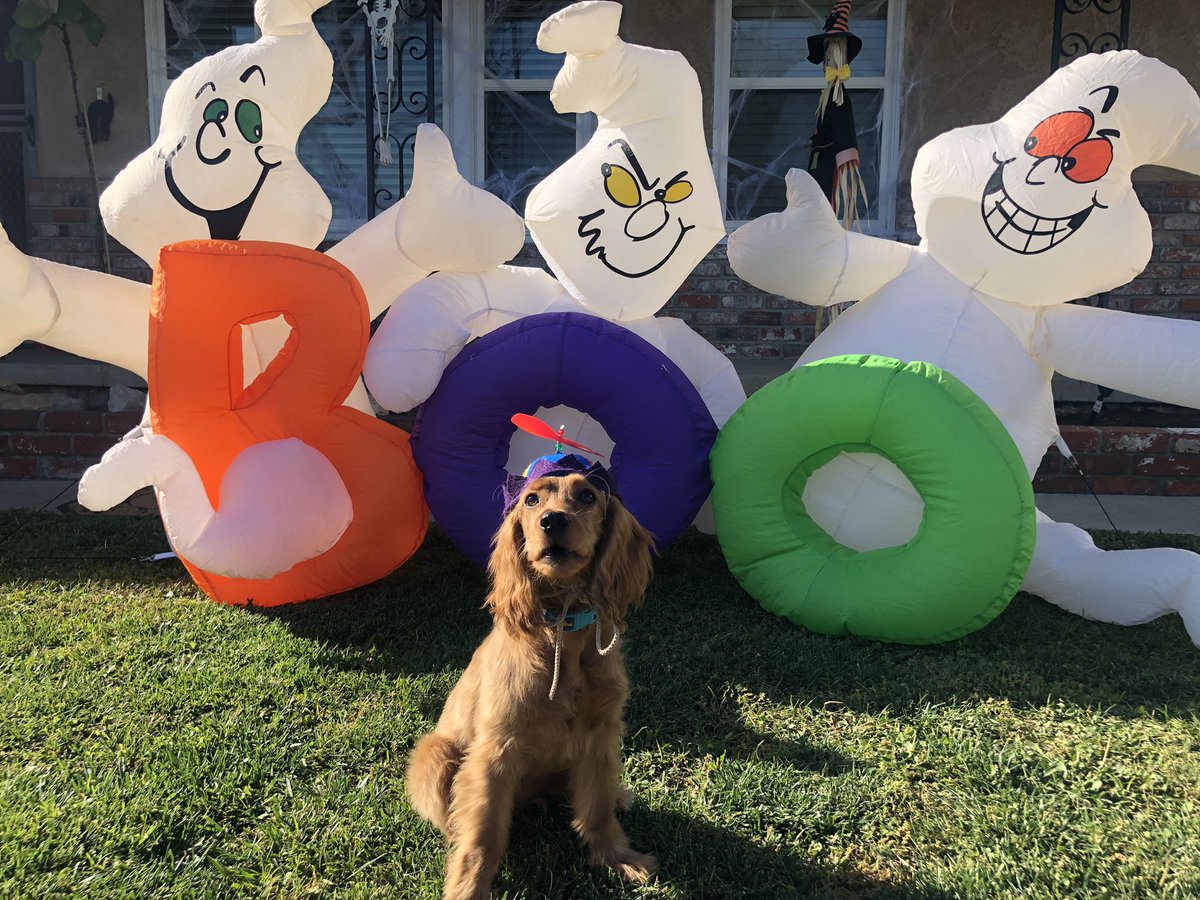 M30Wrissa's tweet image. Happy Halloween #spookypups