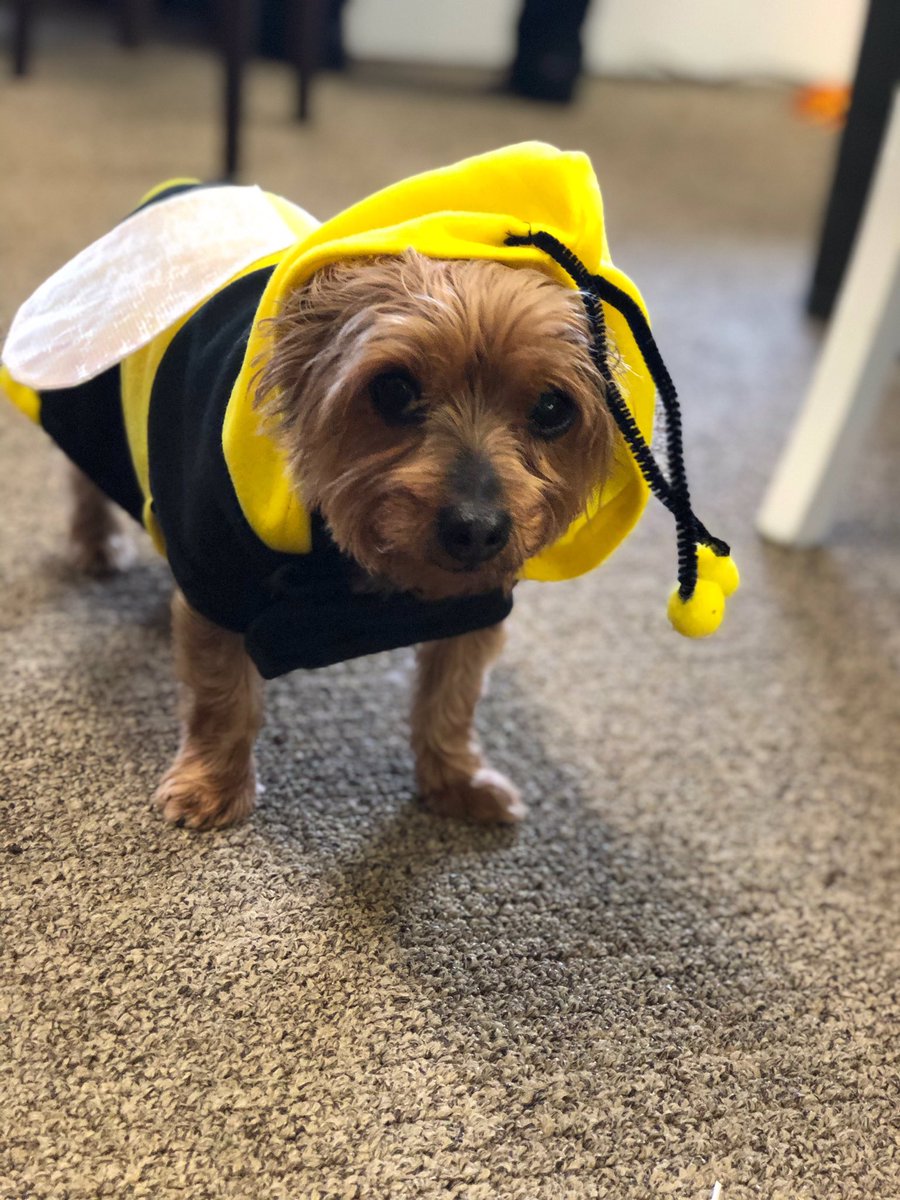 bloomin_bee's tweet photo. Lots of impersonators in the shop today, but I guess imitation is the highest form of flattery. Happy Hallow(b)een!! 🐝🎃 #halloween2019 #trickortreat #bees #HappyHallowen #bloomingtoday https://t.co/kkcrdTfRCE