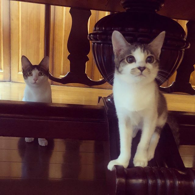 caracatcafe's tweet photo. とめ子の朝 いくみ添え
#里親様募集中
#とめ子ちゃん
#いくみ君
#仔猫 #こねこ #kitten #kitty
#保護猫
#ねこのいる暮らし #ねこのいる生活
#cat #catsofinstagram #instacat #sweetcatshub
#猫 #ねこ #ネコ #猫カフェ #caracatcafe #箕面 #北摂
#ccck126 #ccck127 https://t.co/tyIGYjA68K