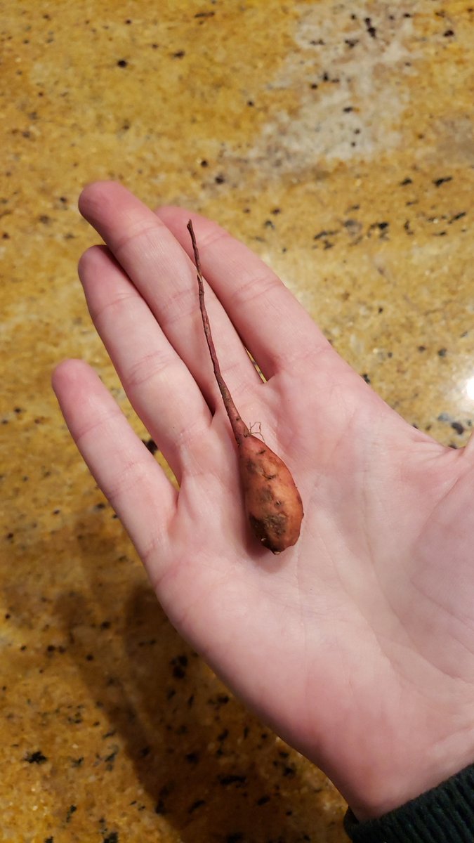 mstecich's tweet photo. @imperfect_foods you weren't kidding about the "small size" of the sweet potatoes 😂 https://t.co/1mZsS4ZVJa