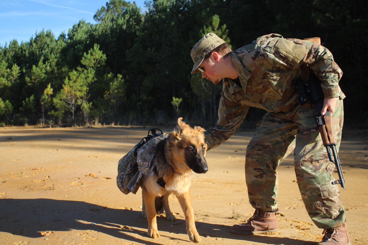 RossWhitfield tweet media