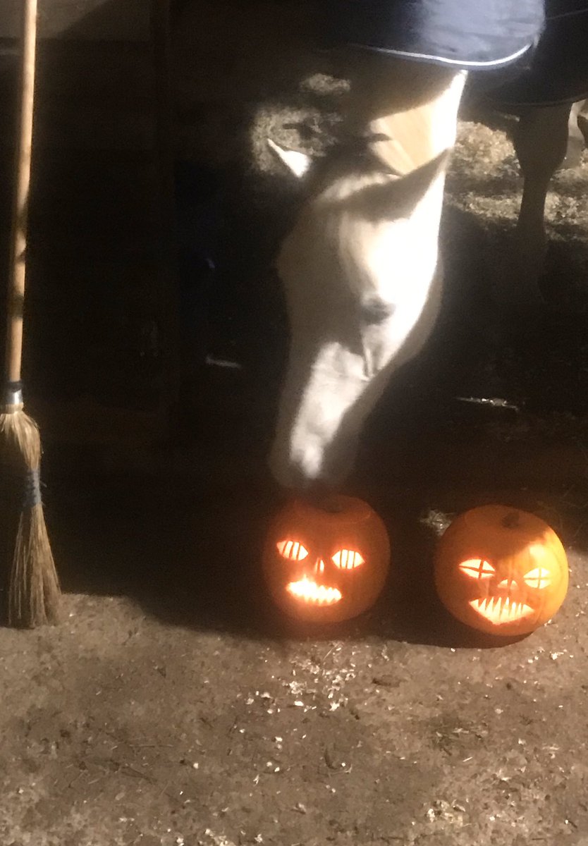 ph_justice's tweet photo. Have a scary Halloween everyone. #halloween2019 #bravehorse #AllHallowsEve https://t.co/ufLg0PJvbV