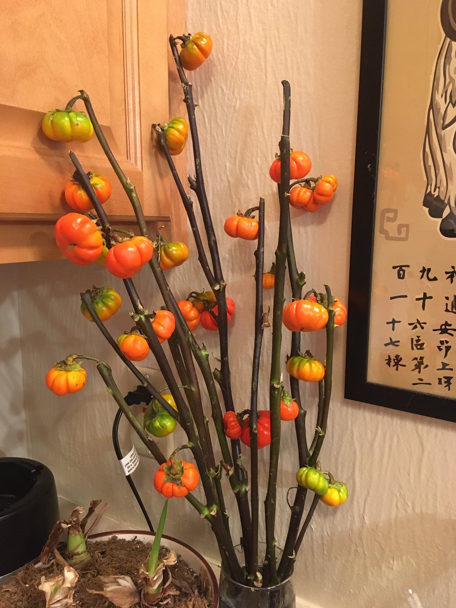 ArtsyAxolotl's tweet photo. Ok look I love tiny pumpkins and I love tiny peppers so frankly I didn’t stand a chance. #pumpkinonastick #tinypumpkins https://t.co/13lA2gbPT7