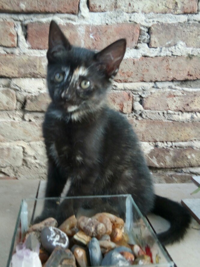 Cane_Gla's tweet photo. #MascotaEnAdopción #RedMascotera Gatita carey de 60 días busca familia que la adopte, cuide y ame de x vida. Nació en mi patio, su mamá es callejera, quisiera cambiar su destino. Es juguetona, muy inteligente y hace sus necesidades en las piedritas. Barrio Monte Castro, CABA https://t.co/ffrKdP4kyo