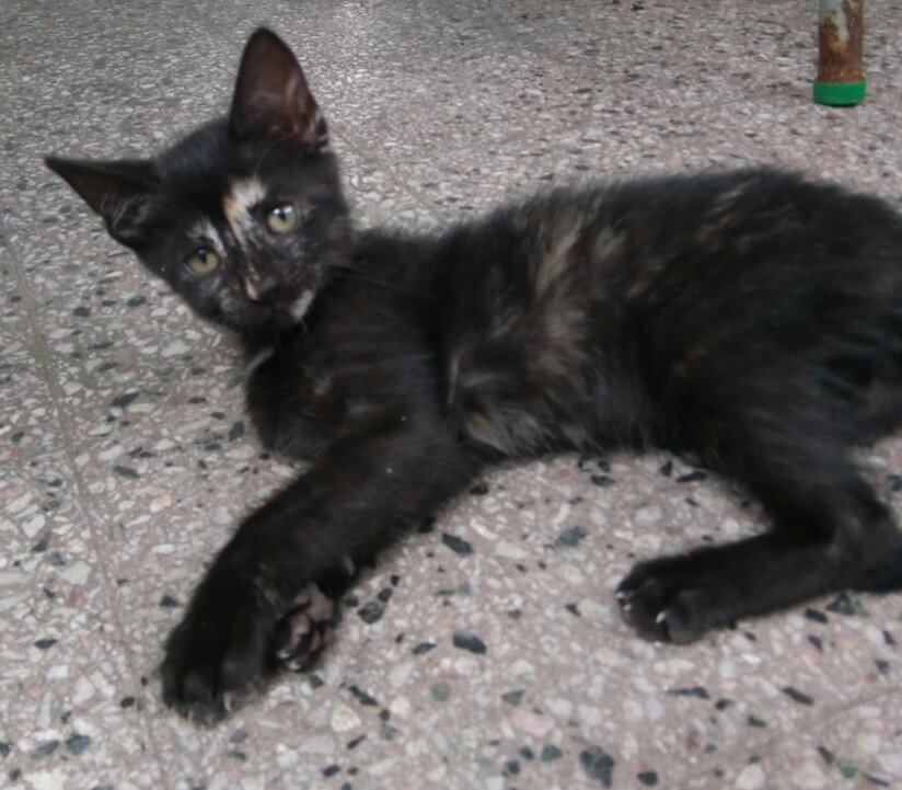 Cane_Gla's tweet photo. #MascotaEnAdopción #RedMascotera Gatita carey de 60 días busca familia que la adopte, cuide y ame de x vida. Nació en mi patio, su mamá es callejera, quisiera cambiar su destino. Es juguetona, muy inteligente y hace sus necesidades en las piedritas. Barrio Monte Castro, CABA https://t.co/ffrKdP4kyo