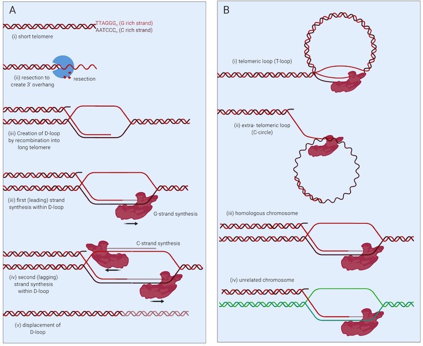 🔬Andrew Deans🇦🇺 (@genomestability) on Twitter photo 💥new online from my lab💥
<a href="/holmescroft/">Dr Julienne O'Rourke</a>+RohanBD+<a href="/DrElyseDunn/">Dr. Elyse Dunn</a> discuss the mechanism of Alternative Lengthening of Telomeres, the newly discovered role for FANCM in this process, and how FANCM could be targeted in ALT cancers
#openaccess link:
xfe88.app.goo.gl/ALTcontrol 💥new online from my lab💥
<a href="/holmescroft/">Dr Julienne O'Rourke</a>+RohanBD+<a href="/DrElyseDunn/">Dr. Elyse Dunn</a> discuss the mechanism of Alternative Lengthening of Telomeres, the newly discovered role for FANCM in this process, and how FANCM could be targeted in ALT cancers
#openaccess link:
xfe88.app.goo.gl/ALTcontrol