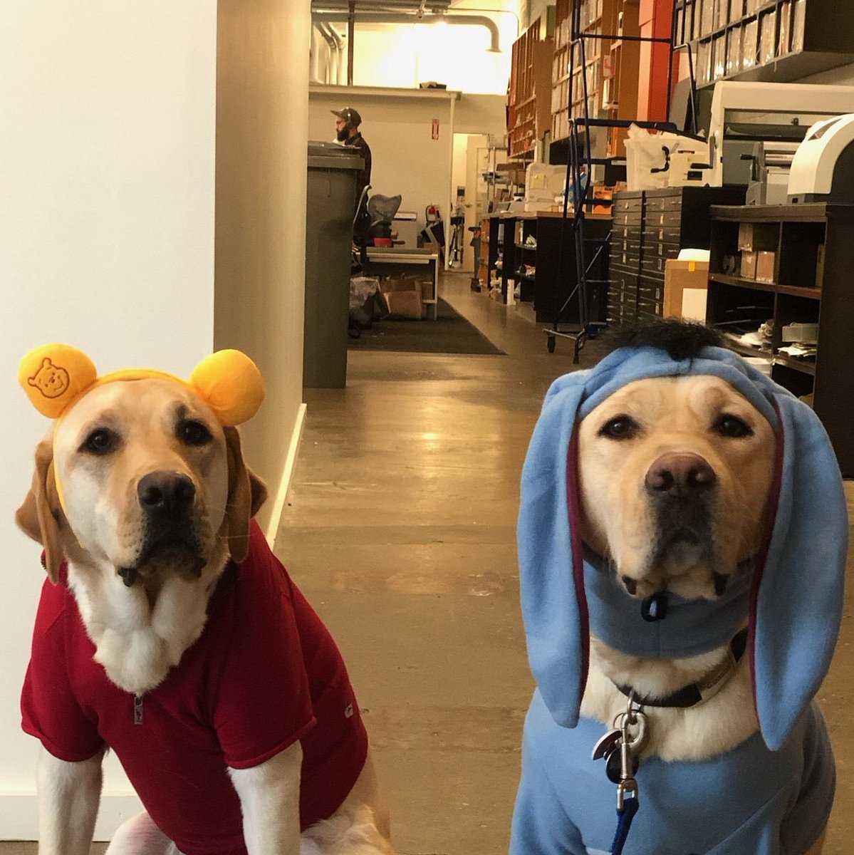 BuckeyeNbc4's tweet photo. #happyhalloween!! I hope everyone is staying warm, dry and safe!! See you all in the morning for #buckeyefriday on @nbc4i! #buckeye #puppywithapurpose #costume #pooh #eyore #futureassistancedog @ccicanine https://t.co/sUiZtxZJRe