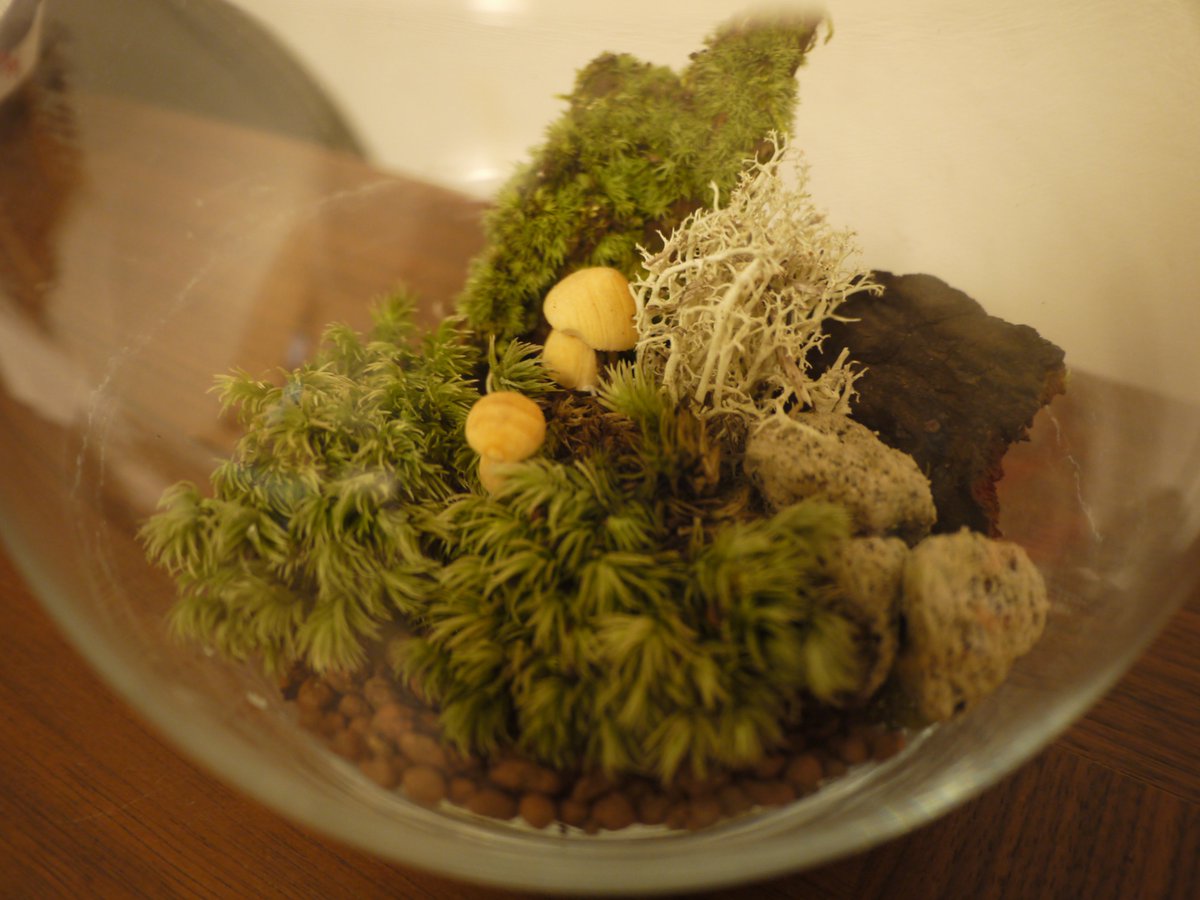 koto_workshop's tweet photo. 🎉11月2日『秋の苔テラリウム』ワークショップ開催🎉
浜離宮恩賜庭園・芳梅亭(東京・汐留)にてWSを開催いたします。
自分のオリジナルの【苔テラリウム】作ってみませんか？
詳しくはこちら↓ 
https://t.co/OqydbHSpsB

#コケ #苔テラリウム #ワークショップ ＃体験教室
#インテリア #苔 ＃楽しい https://t.co/kRMk5JMPLj