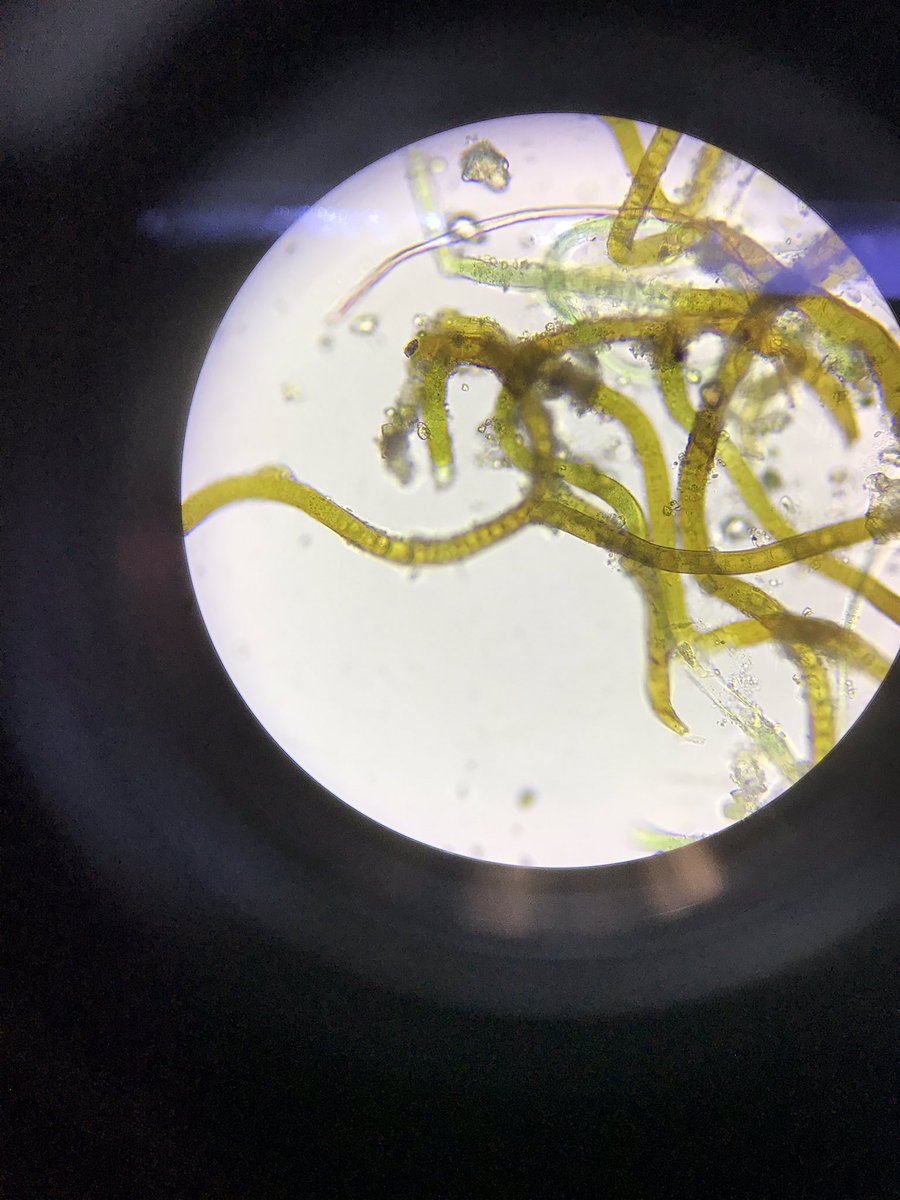 DrylandAlgae's tweet photo. #Biocostras Day 4 report: In the morning the ultimate fun factor was reached discovering diversity of biocrust #algae using light microscopy. In the afternoon students worked hard on analysis of data collected this week. #NMSUaces #soilbiodiversity #cyanobacteria #scienceisfun https://t.co/BAad0twiWb