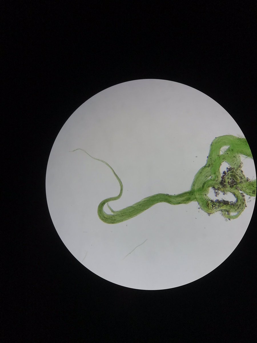 DrylandAlgae's tweet photo. #Biocostras Day 4 report: In the morning the ultimate fun factor was reached discovering diversity of biocrust #algae using light microscopy. In the afternoon students worked hard on analysis of data collected this week. #NMSUaces #soilbiodiversity #cyanobacteria #scienceisfun https://t.co/BAad0twiWb