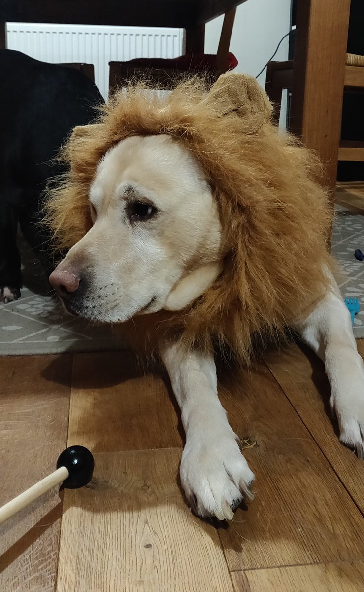 thecurlz's tweet photo. Our Halloween winner and the kid #dogLion https://t.co/MqhXpHzYQa