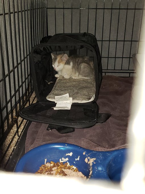 Found a kitten under my stairs yesterday, trying to get it to where it's not so scared to touch. Poor