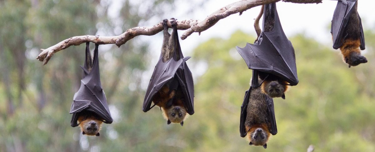 Just hanging around on Halloween. Our episode on The Fear of Bats-Chiroptophobia will help get you in the mood-listen now! #halloween2019 #bats #podcastrecommendations #fears #phobias #SpookyLGBTQ  #ScaryStories #fright #PodernFamily #ladypodsquad #podcasting
