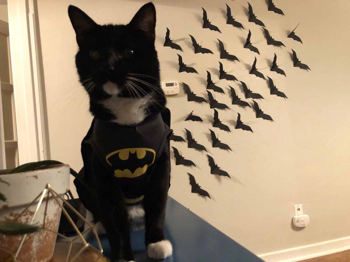 GoldBridgeAppar's tweet photo. @Lana BatCat. Duh. https://t.co/1jqlLenBhW