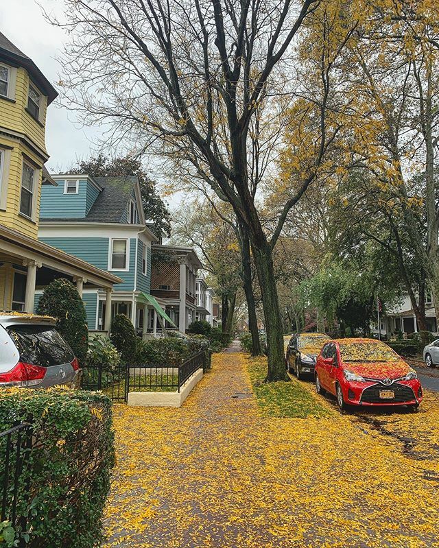 albertcox's tweet photo. And then everything was yellow
#yellowfall #fallishere #leavesπ #groundedleaves #brooklynfall https://t.co/1Ri0C90kRu https://t.co/jjNOyksfR9