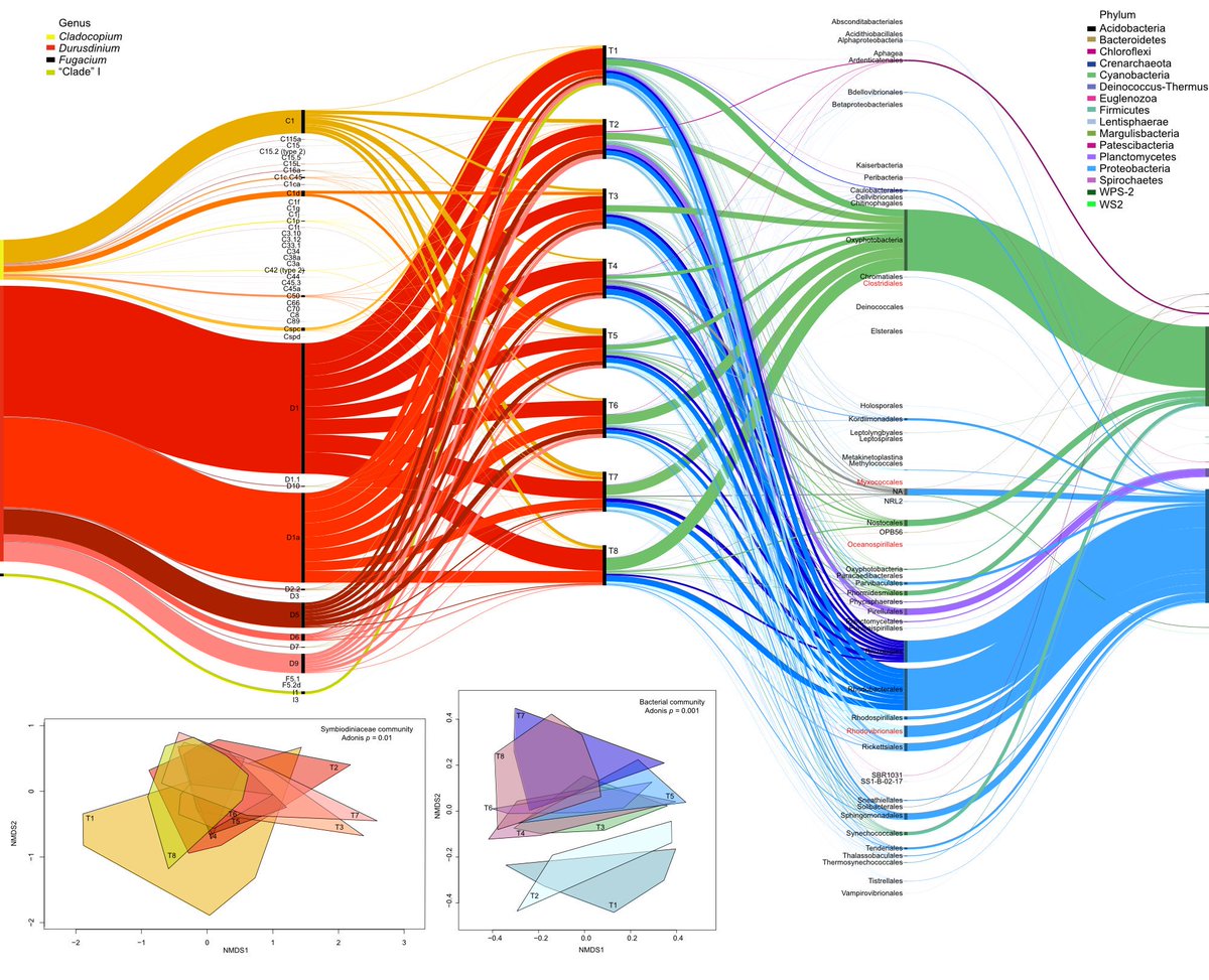 la__cientifica's tweet photo. This was a fun one😄! 3D scanning, spawning, network analysis, nutrient modelling, sequencing, even crocodiles at the field site! 

Co‐dynamics of Symbiodiniaceae and bacterial populations during the first year of symbiosis
https://t.co/vxhARm9mHY

@DrGregTorda #3Dreefs #corals https://t.co/WIDzM7bDrx