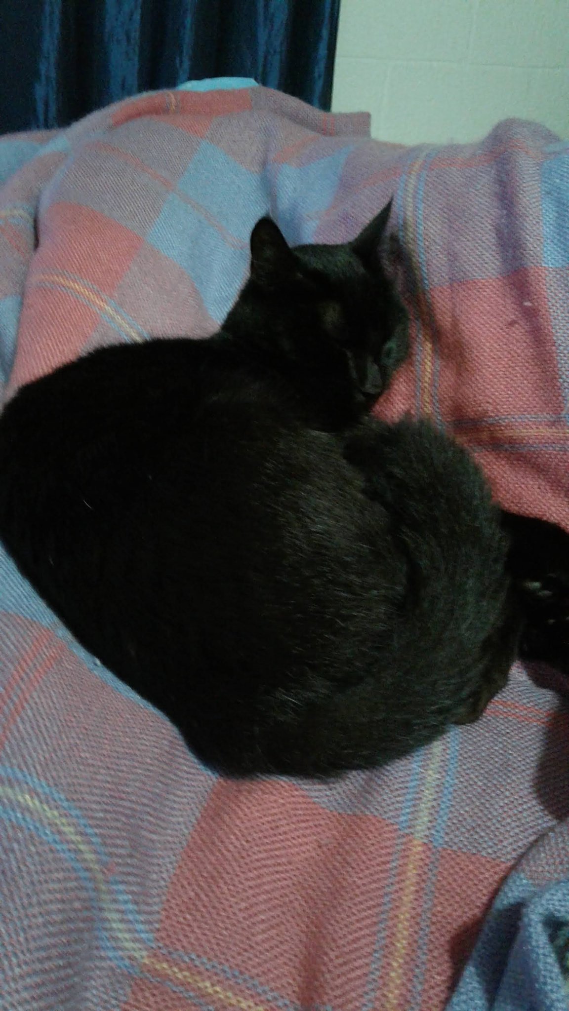 Es Malo Encerrar A Un Gato Por La Noche luis antonio vidal (@luisvidal1965) / Twitter