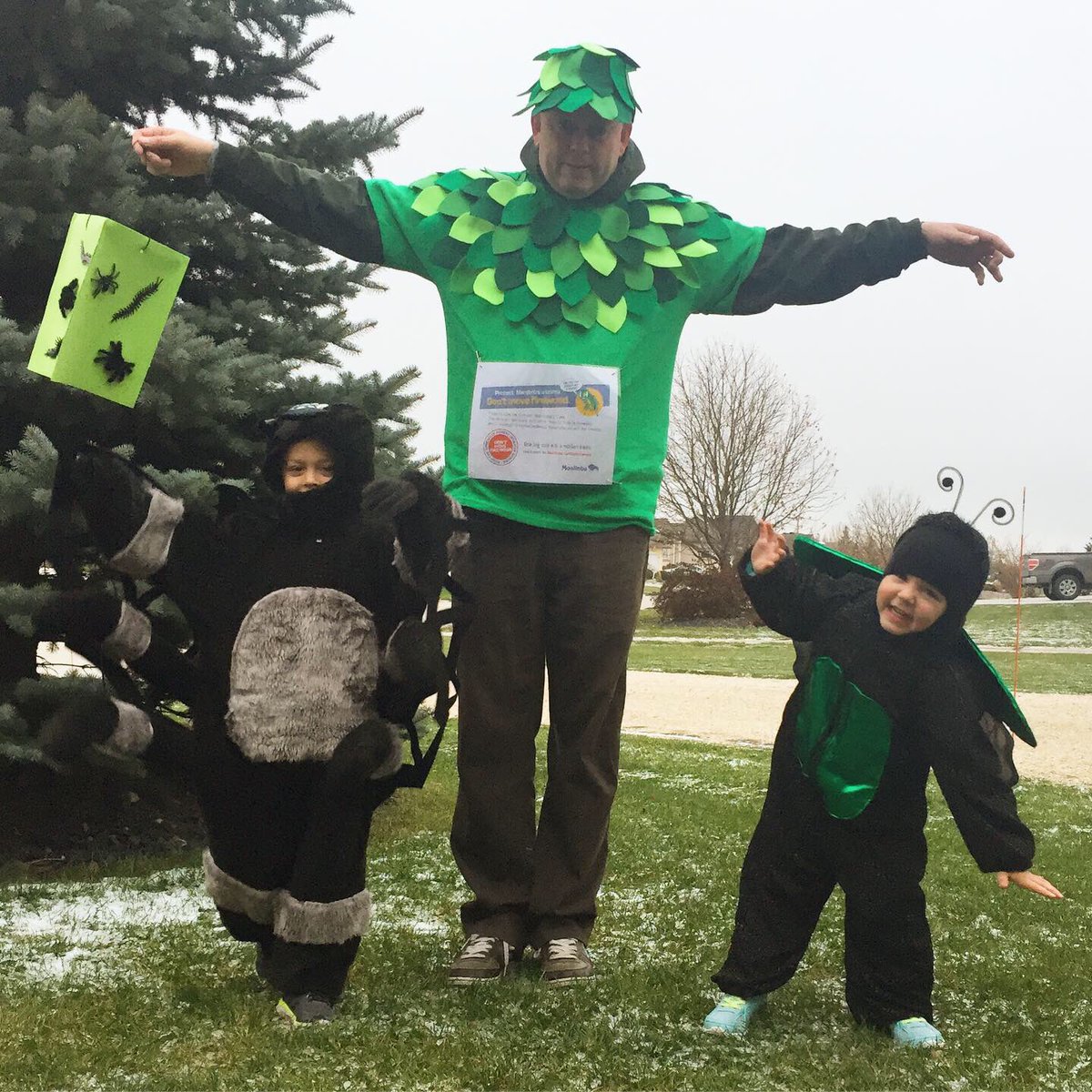 🎃 Halloween 2019 🎃A hairy spider, emerald ash borer, and an ash tree!