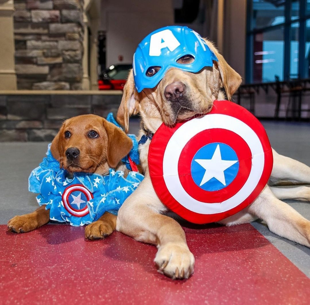 Yodasnuggs's tweet photo. IMPORTANT UPDATE. #Isles #CaptainAmerica #LilCap https://t.co/b7xmuPMRUV