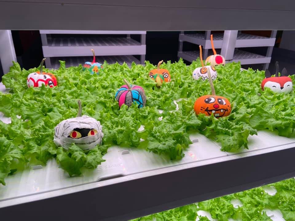 OasisBiotech's tweet photo. Today’s harvest had some tricks up its sleeve. #HappyHalloween2019 https://t.co/J3JBGJbtVv