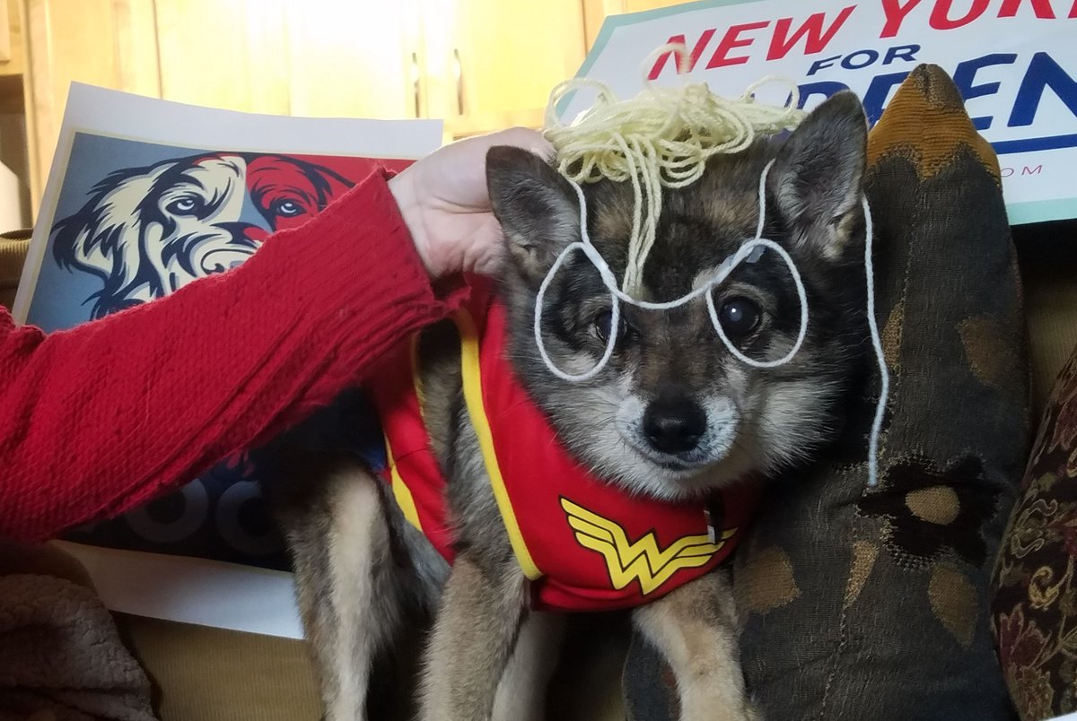 jorgeimontalvo's tweet photo. Foxy is dressed up as the #consumerwatchdog for #HalloWarren #WonderWarren #petsforWarren #petloversforWarren #persistingpumpkins @TeamWarren @nyc4warren https://t.co/s8T9vzjMhM