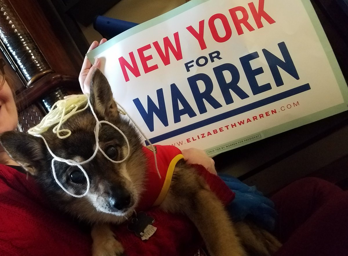 jorgeimontalvo's tweet photo. Foxy is dressed up as the #consumerwatchdog for #HalloWarren #WonderWarren #petsforWarren #petloversforWarren #persistingpumpkins @TeamWarren @nyc4warren https://t.co/s8T9vzjMhM