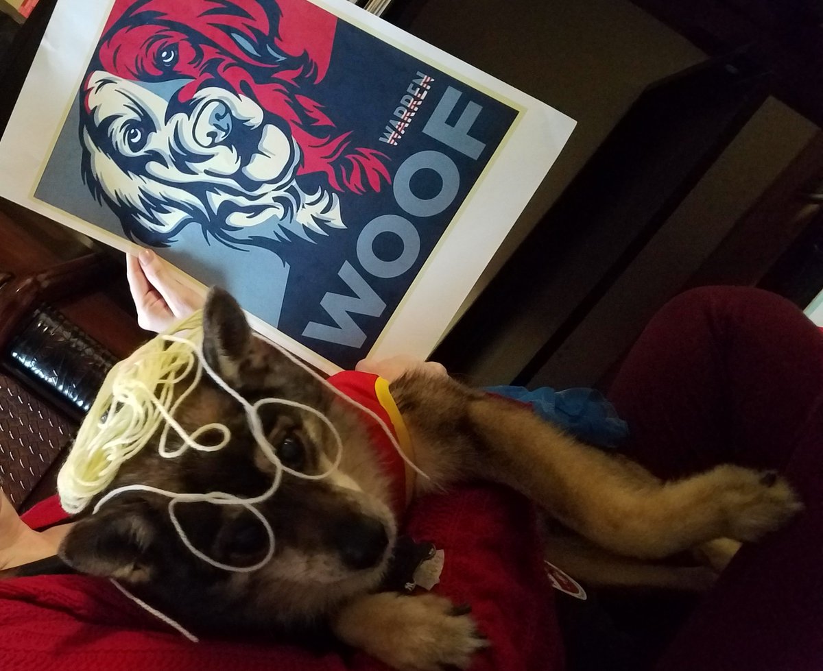 jorgeimontalvo's tweet photo. Foxy is dressed up as the #consumerwatchdog for #HalloWarren #WonderWarren #petsforWarren #petloversforWarren #persistingpumpkins @TeamWarren @nyc4warren https://t.co/s8T9vzjMhM