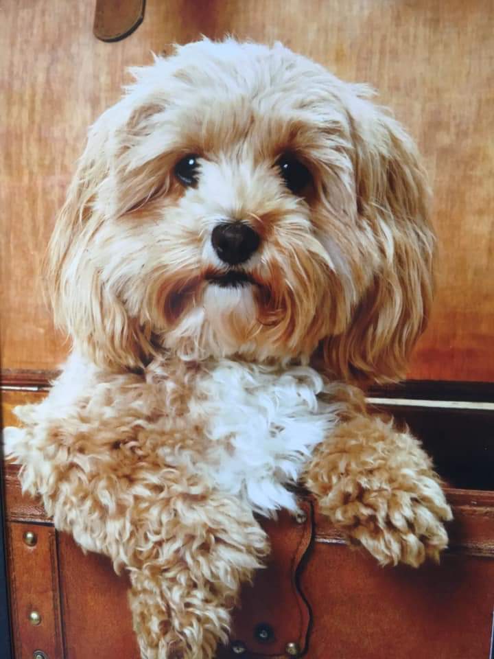 EmmaSearchForD1's tweet photo. ๐๏ธPLEASE CAN EVERYONE WHO VIEWS THIS POST RETWEET to help find this gorgeous๐2.5yr old Prim stolen in a burglary from Bearstead, Maidstone Kent ME14. Belongs to an autistic person who is missing her beyond belief @TheRealKirstyG @RealSarahGreene @NevilleSouthall @Cherylbaker๐ค https://t.co/ygjAHYa3pg