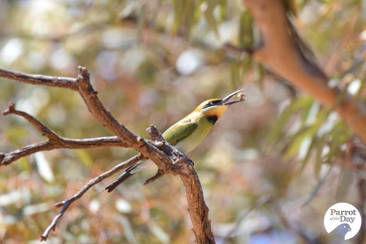 Parrot Of The Day On Twitter It S Our Only Bee Eater Species