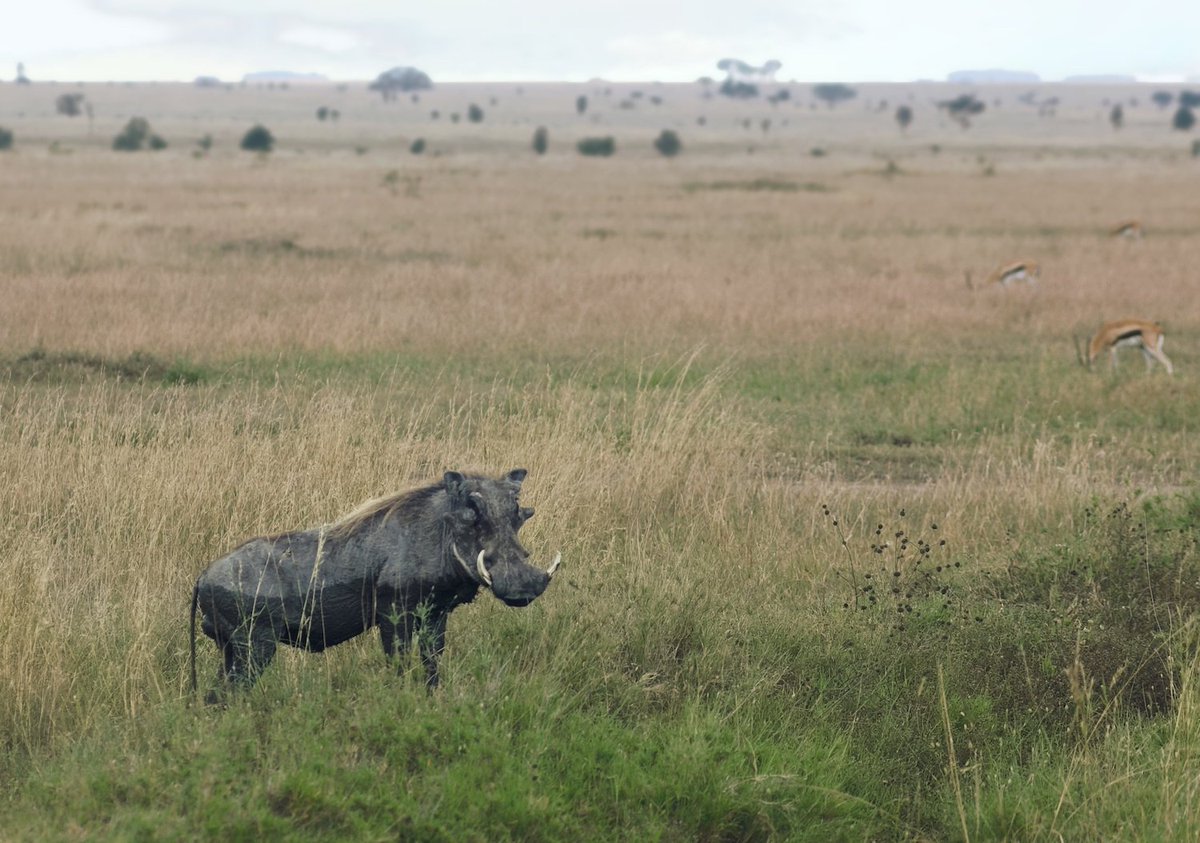 Known in the local language as Pumbaa, this big fella posed for the camera. The mud on his lower half had not yet dried when he turned to look our way. 

A herd of Tommys (Thompson’s gazelle) graze on the Serengeti grasses in the distance.