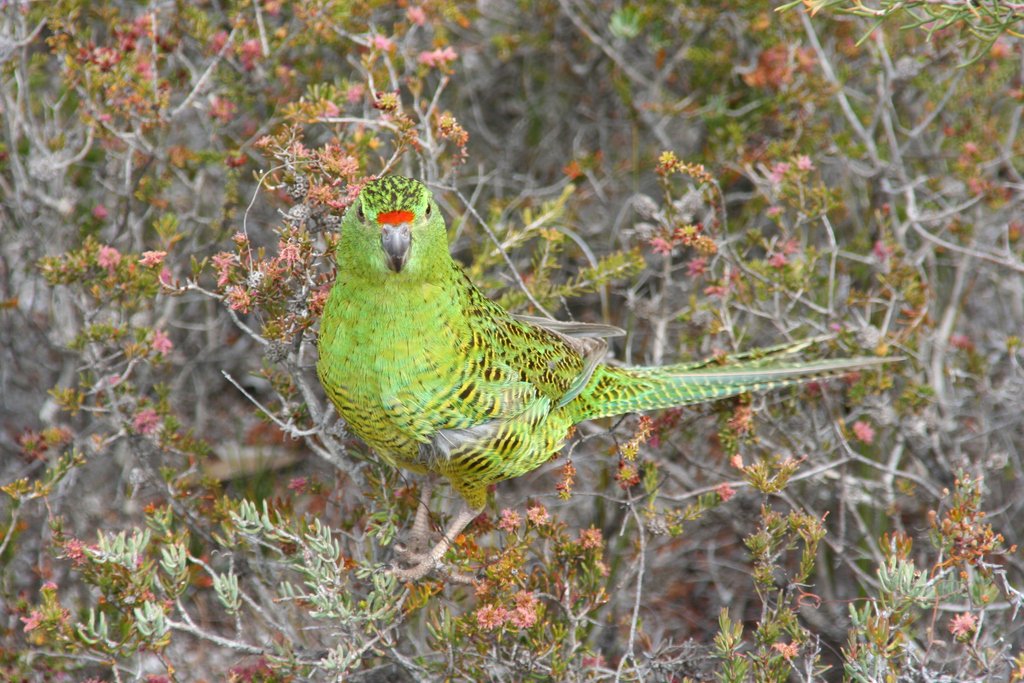 BirdlifeOz's tweet photo. Vote#1 Western Ground Parrot #BirdOfTheYear! @guardian Not a media star - this little-known  needs some lovin'. Fires and feral cats threaten the WGP, who needs your support to develop a safe haven, says Jenny Lau, BirdLife's Preventing Extinctions Program Manager. Pic B Barrett https://t.co/0HyvmJeaUC