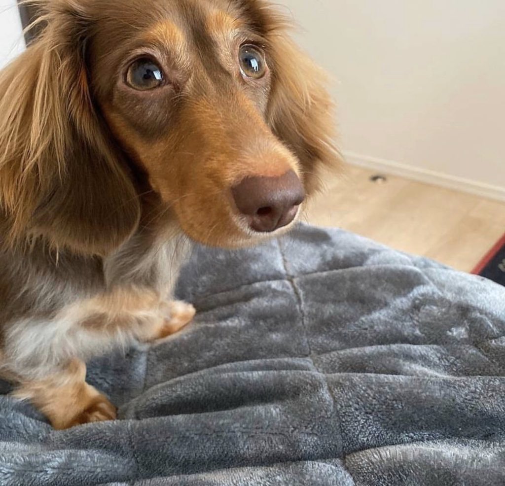 チャイちゃん誕生祭