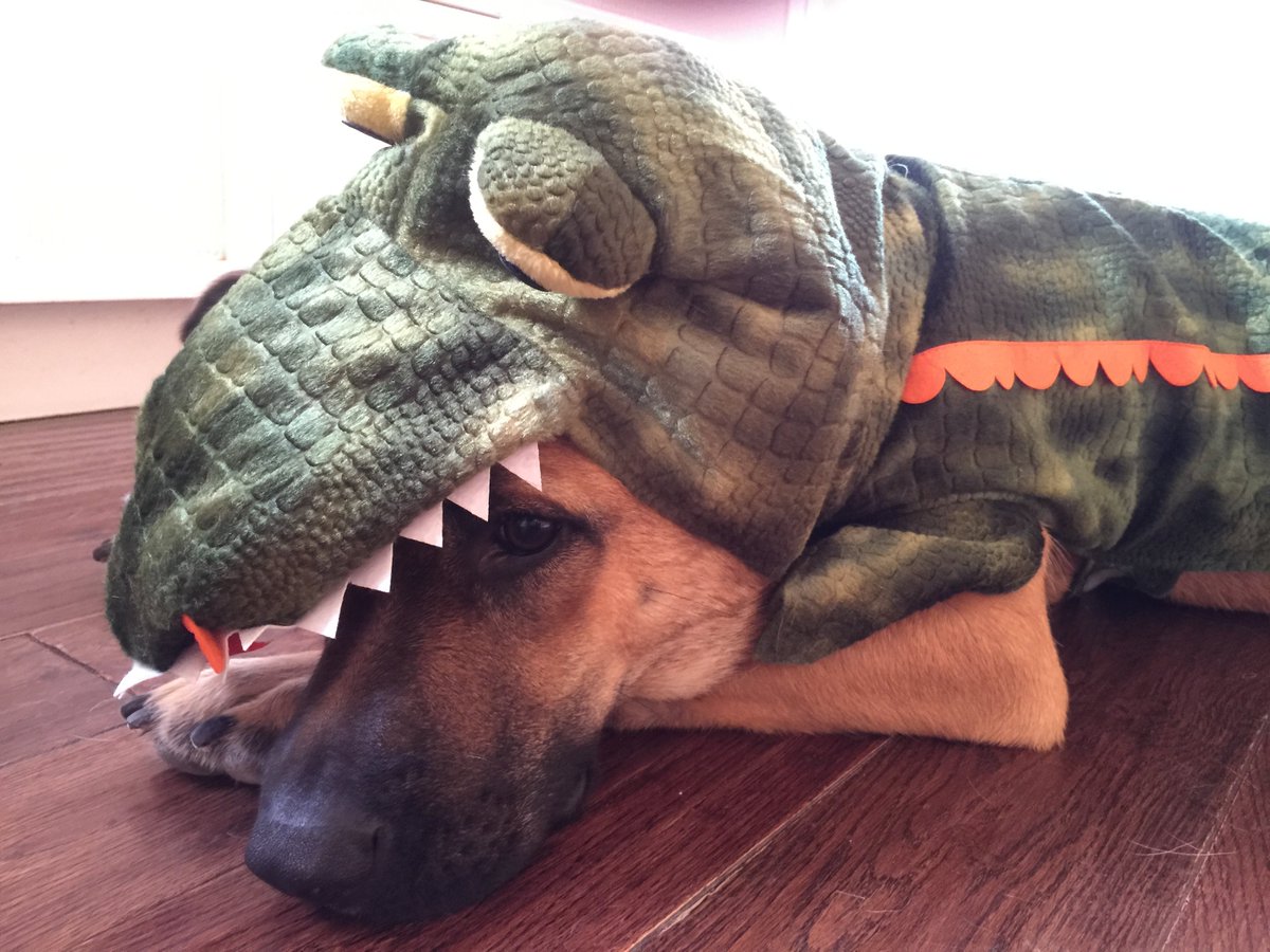 shaymitch's tweet photo. Prehistoric Throwback - it's an Angelsaurus Rex https://t.co/60fQwXYc40