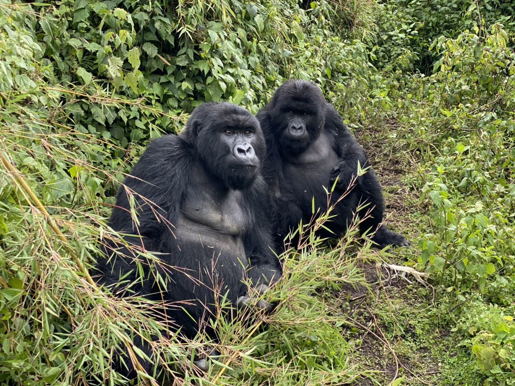 RobinGanzert's tweet photo. Loved the #UMUBANO family of gorillas! 💕 Most special day in #Rwanda! Today we are at the #Akagera game lodge.  Stay tuned for an upcoming blog @AmericanHumane on #gorillas and #Rwanda. @MantisGroup #endangered #species #conservation #BigFive https://t.co/33v1bgJqwA