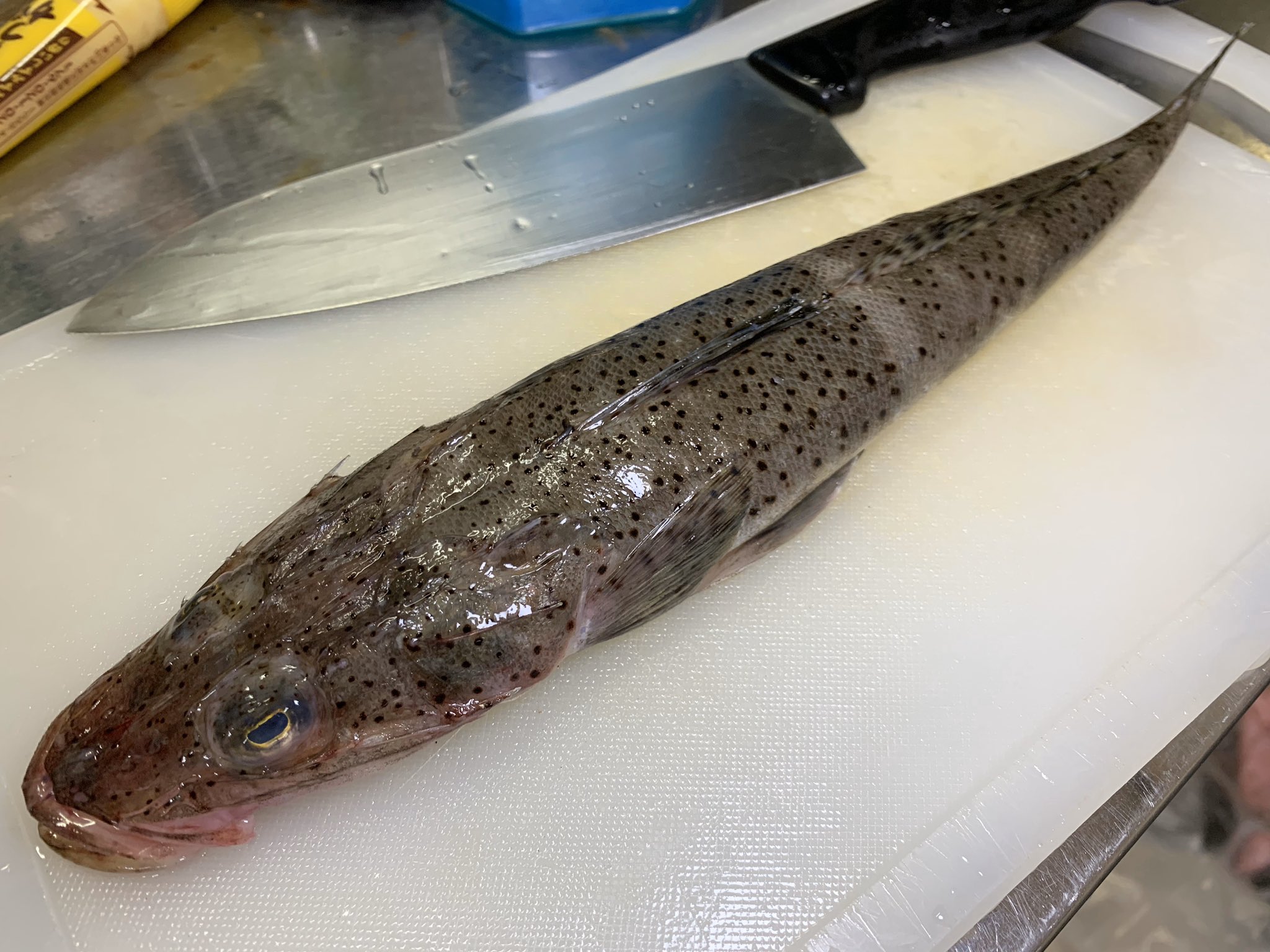 十六夜にゃも Hungry Tiger 本日のお魚 イネゴチ 初めて見た マゴチ よりは大きくならないみたいだけど 比較的大きく育つコチらしい 味も全く想像出来ないけど 鮮度は良いし身もプリプリとしっかりしているので期待大 煮付けにして食べたいと