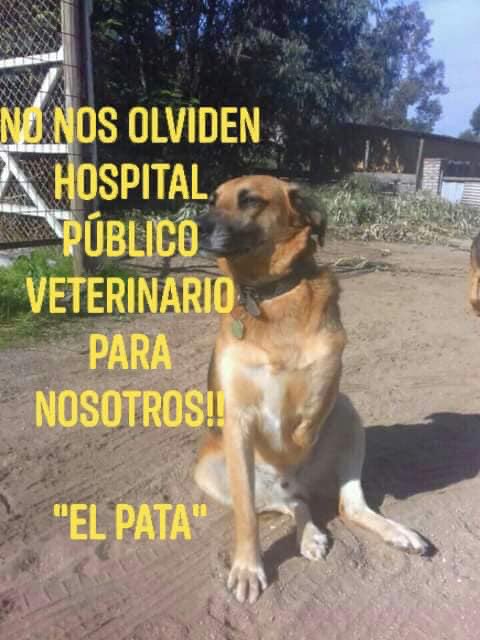 este viernes a las 18 horas es la marcha por nuestros animales 🐕🐈 es muy importante que podamos ir todos para poder ser escuchados. No mas maltratos No mas abandonos ... 
Es muy importante que NO ASISTAN CON SUS MASCOTAS POR SU PROTECCIÓN 
TODOS EN LA PLAZA ITALIA