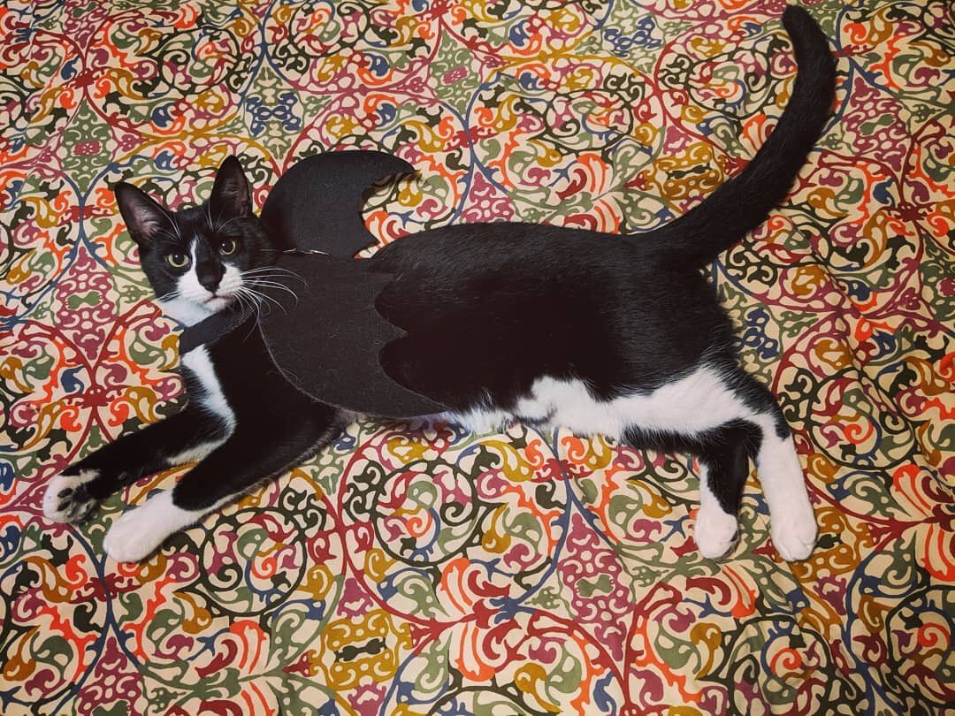 Grassroots_IL's tweet photo. Trick or Treat! Adoptable Endymion  would like me to state on record that he is a CAT not a BAT &amp; his fee for this ridiculous photoshoot is going to be more deli turkey than his foster mom has ever seen in her life. #HappyHalloween #catsincostumes https://t.co/Ss9osnibLH