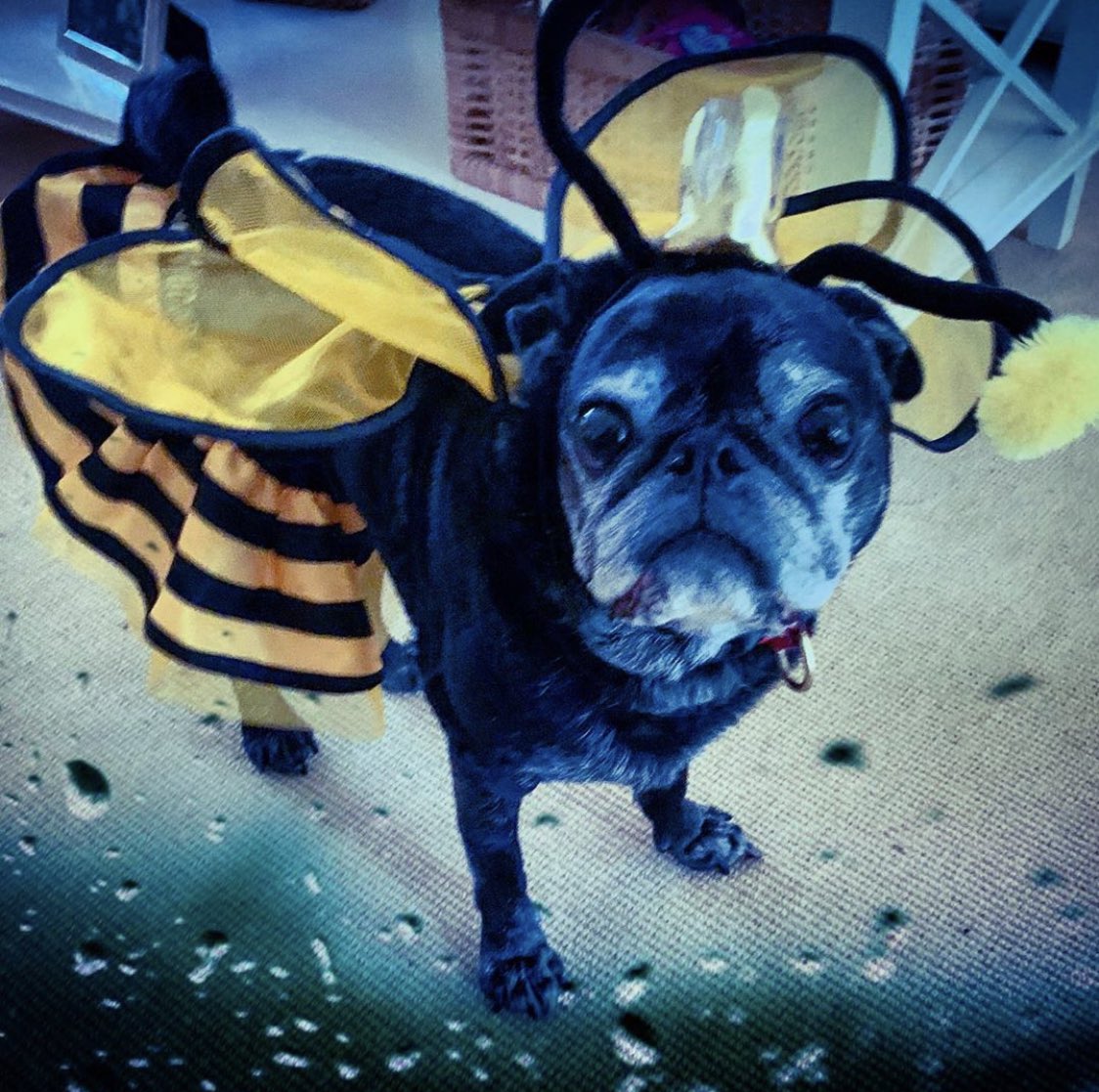 BlindMelonBand's tweet photo. Here are some #BeeGirlโs that we came across on Instagram earlier today... Did you get inspired by No Rain for today too? Tag use and use #BeeGirl (or #BeeBoy, #BeeBaby, or #BeeBaby) and post it up. ๐ โค๏ธ ๐ถ๐ผ ๐ถ https://t.co/W6dyn8UFkt