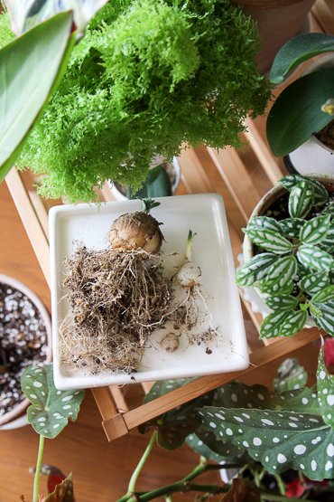Tabiniwa 今日も天気がいい 昨日はアルブカ コンコルディアナの植え替えをしました 3年も植え替えしてなかったので球根がタマネギみたいになっていました 去年種をまいたのも40本ほど芽が出てますが 相変わらず小さい これ咲くまで何年かかるんだ Tabiniwa 今日も天気がいい 昨日はアルブカ コンコルディアナの植え替えをしました 3年も植え替えしてなかったので球根がタマネギみたいになっていました 去年種をまいたのも40本ほど芽が出てますが 相変わらず小さい これ咲くまで何年かかるんだ