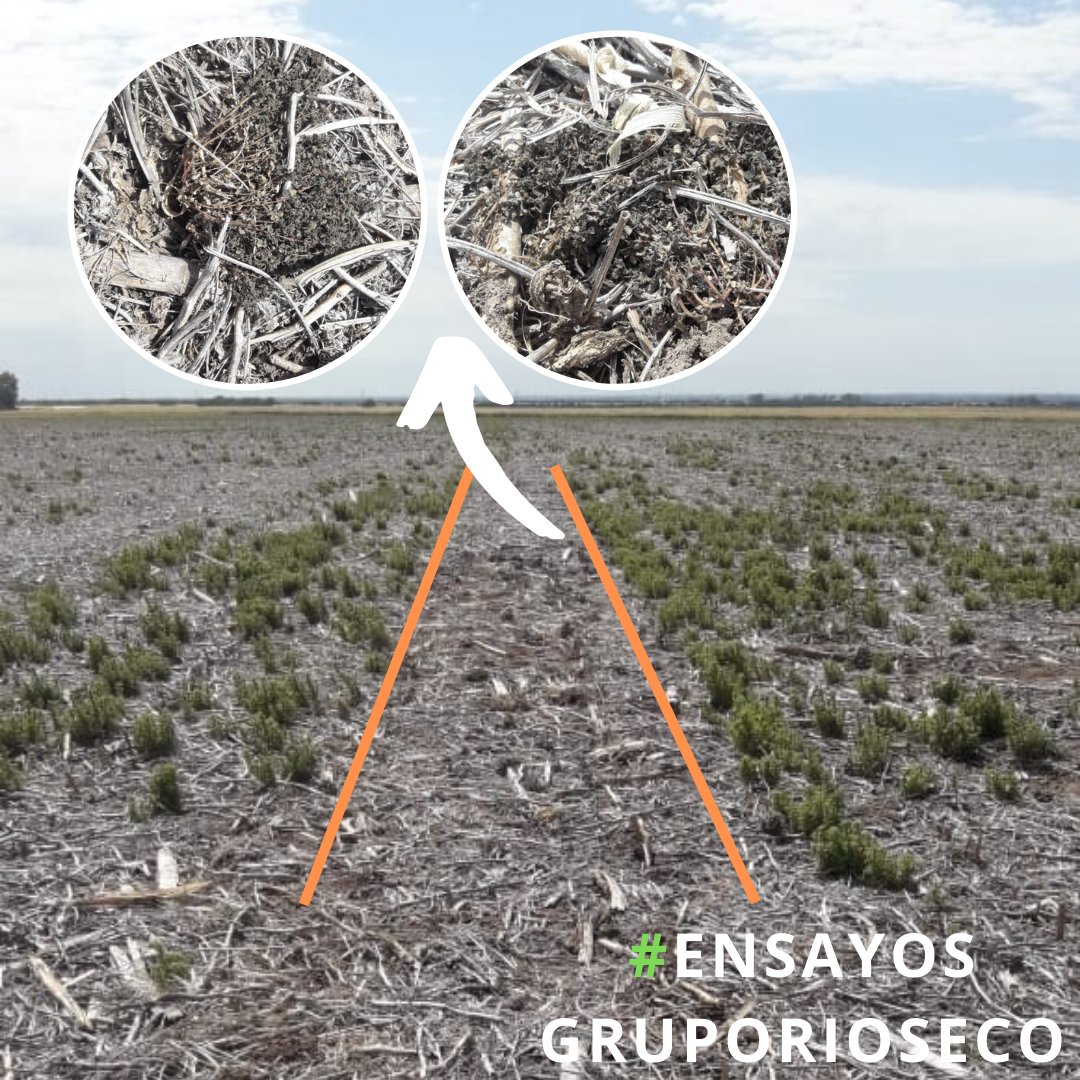 gruporioseco's tweet photo. 🧐👉100% Control de Parietaria con el prototipo de la Desmalezadora eléctrica de Agro-thrive 🙌 https://t.co/3GTbDlW7mF