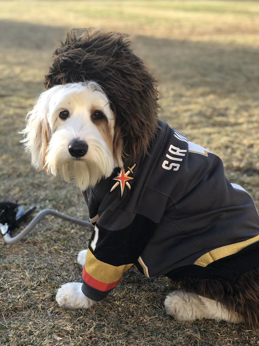 OliverDaDoodle's tweet photo. Dressed up as my big bro @WinstonDaDoodle for Halloween! He took me trick or treating in @DTSummerlin! I had the best time! #dogsofdts #dogsofsummerlin #happyhalloween #halloween https://t.co/tnsrrY59BU