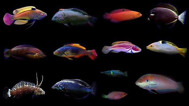 Friday Fish Frenzy 🐠🐟🐳
.
.
.
#aussie #australian #sustainable #cirrhilabrus #choerodon #acanthuridae #macropharyngodon #wrasse #nasotang #reeffish #saltwatertank #marinetank #aquarium #reeftank #allmymoneygoestofish #allmymoneygoestocoral #acropora #… ift.tt/2C33Amk