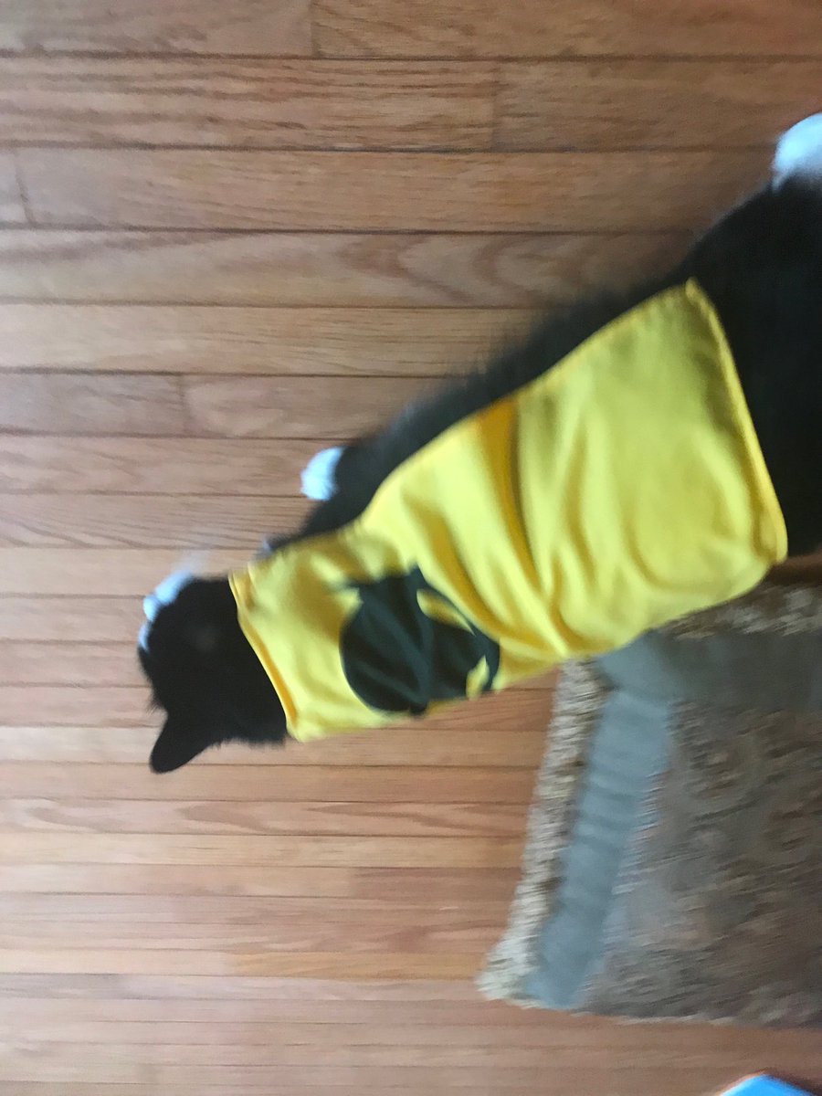 Catrepeneur's tweet photo. Junior also is Batman. Not just on Halloween.... but every day too. #batmancat @ItsMeDeaner https://t.co/wtmAU7psOZ