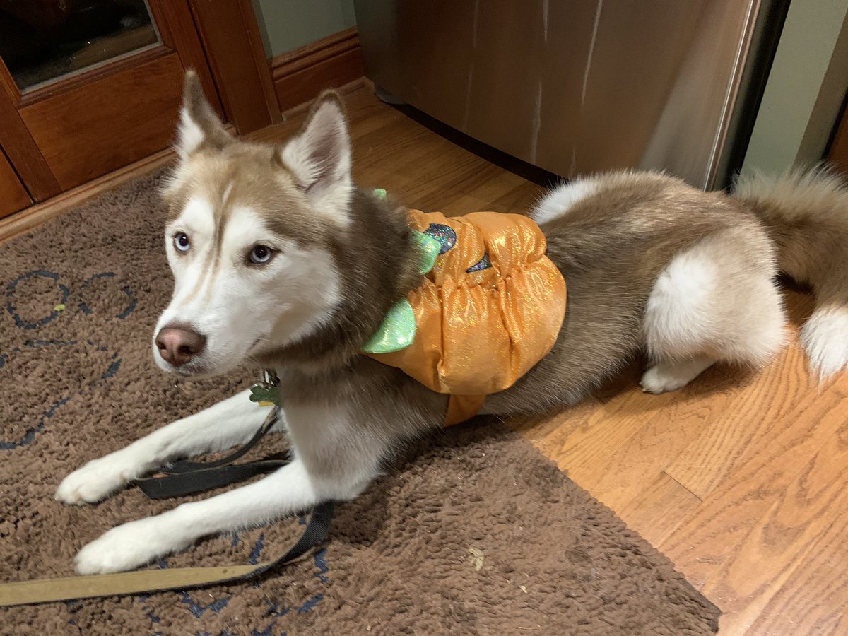 LWhitmorken's tweet photo. Why do hoomans make dogs wear these silly costumes? And are there bones in that cauldron? https://t.co/cKvLDb24H6