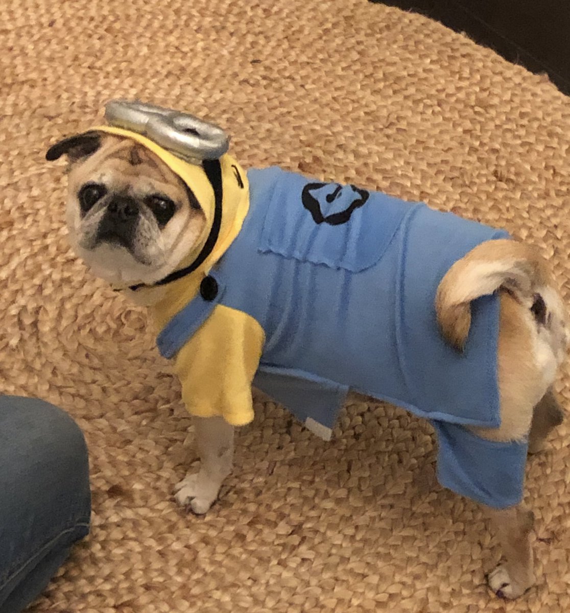 LottieThePug's tweet photo. I ❤️ the Minions. Glad my people found this costume for Halloween! https://t.co/U9RQ0Mr1AE