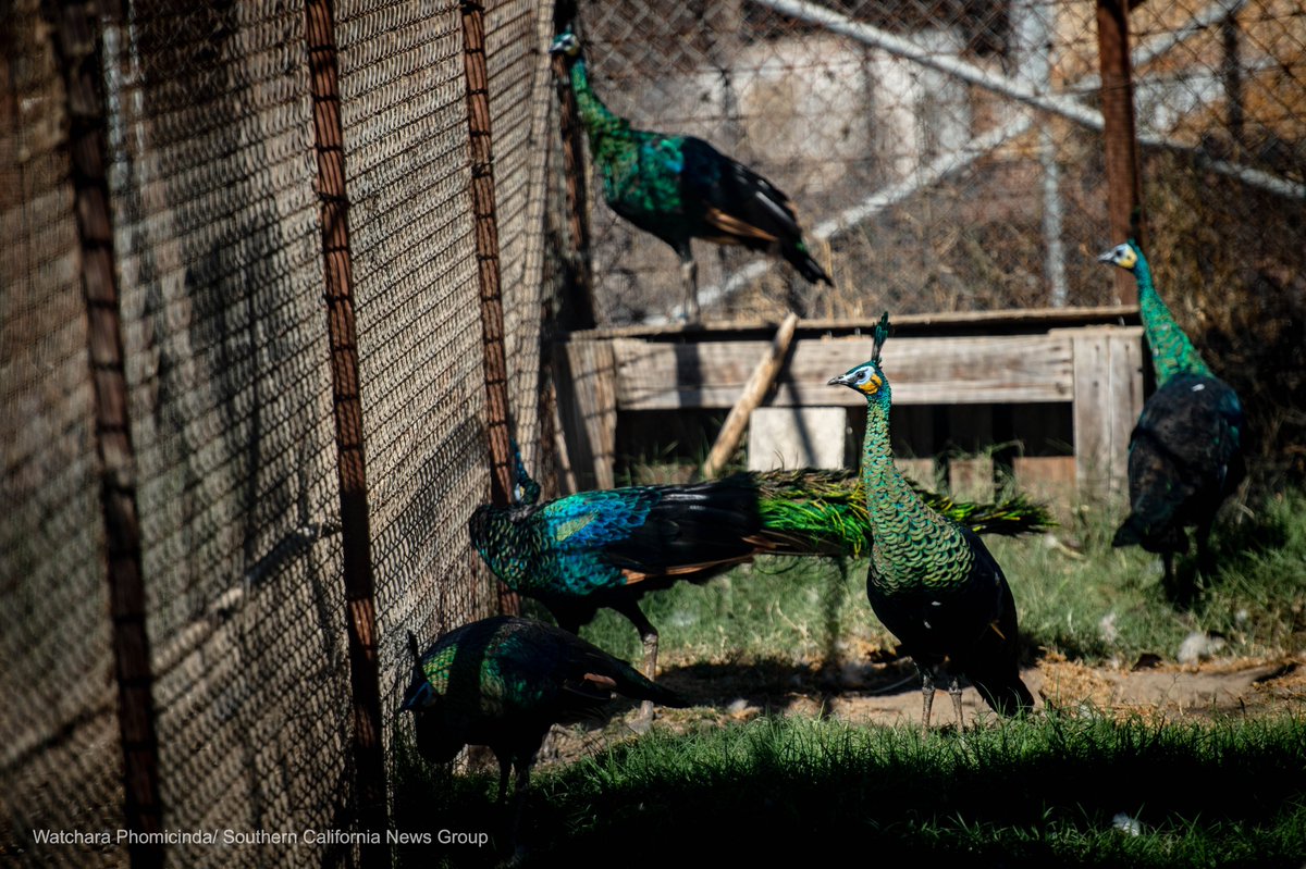 watcharaphotog's tweet photo. The home of the late veterinarian Michael Butchko, which housed many exotic birds and other animals, was destroyed by the #46thFire in Jurupa Valley. The fire also resulted in the death of many animals that lived on the property. Story by @Brian_Rokos https://t.co/PdFxHbdLA0 https://t.co/OwisyeepEL