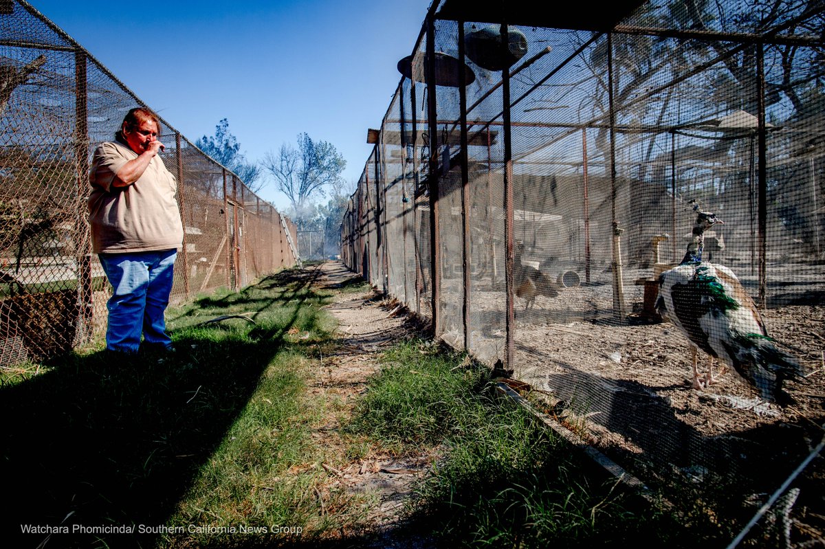 watcharaphotog's tweet photo. The home of the late veterinarian Michael Butchko, which housed many exotic birds and other animals, was destroyed by the #46thFire in Jurupa Valley. The fire also resulted in the death of many animals that lived on the property. Story by @Brian_Rokos https://t.co/PdFxHbdLA0 https://t.co/OwisyeepEL