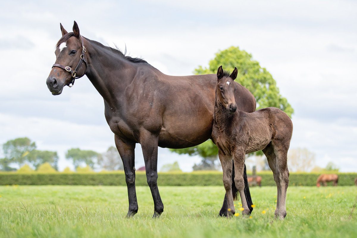 The Redwood x Rocantica (Fastnet Rock) colt at Westbury Stud with his loving foster mum Penny Whistle very kindly lent to fill in matronly duties by Vicki Pike.  Thanks Vicki she’s such a kind mare ❤️ <a href="/PikeRacing/">Pike Racing</a> <a href="/WestburyStud/">Westbury Stud</a> <a href="/NZTBA1/">NZTBA</a> <a href="/NZTM_TWEET/">NZTM</a> <a href="/KarakaChat/">New Zealand Bloodstock</a> <a href="/vickyleo/">Vicky Leonard</a>